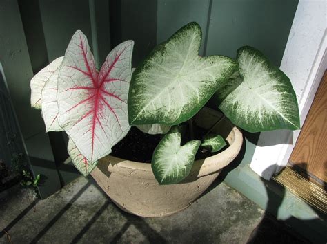 Landscaping With Caladiums