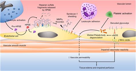 Heparanase Enhanced Shedding Of Syndecan And Its Role In Driving