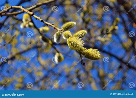 The Open Flowers Pussy Willow Stock Photo Image Of Closeup Plant