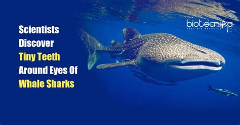 Scientists Discover Tiny Teeth Around The Eyes Of Whale Sharks | Whale