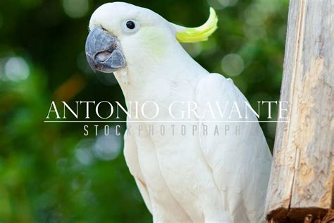 White Sulphur Crested Cockatoo Graphic By Antoniogravante Creative