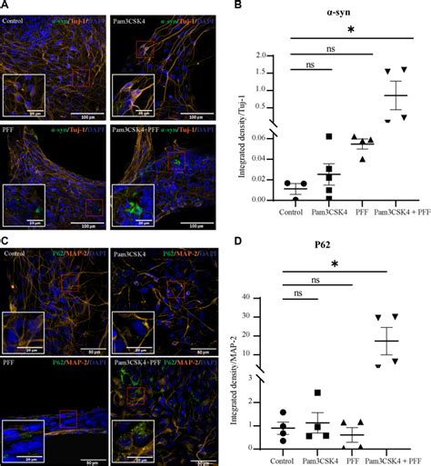 A Small Molecule Toll Like Receptor Antagonist Rescues α Synuclein