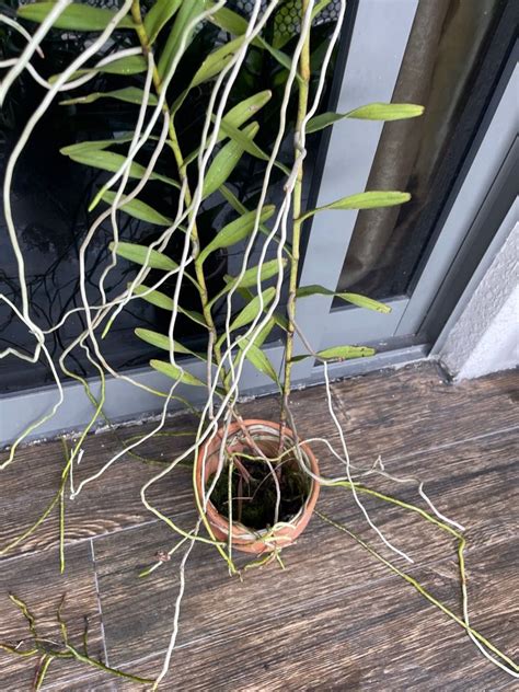 Orchid Arachnis Maggie Oei Furniture And Home Living Gardening Plants