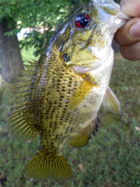 Rock Bass Fish