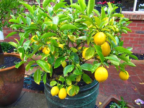 Cómo hacer crecer un árbol de limón desde la semilla en casa - EL CLUB ...