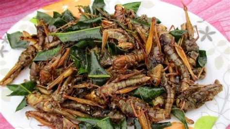 Kriuknya Belalang Goreng Kuliner Yang Jadi Primadona Di Yogyakarta