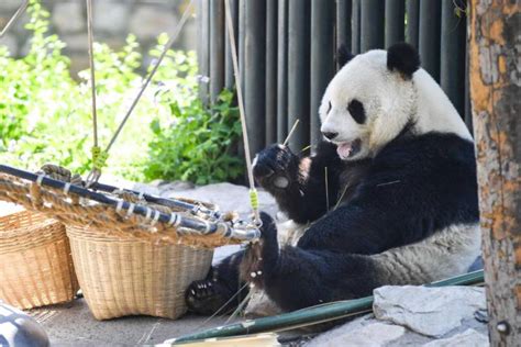 Beijing Zoo Partially Reopens As Epidemic Wanes