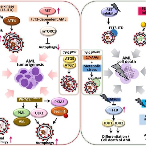 Aml Tumorigenesis Induced Fusion Gene Linking Autophagy Atra Increases