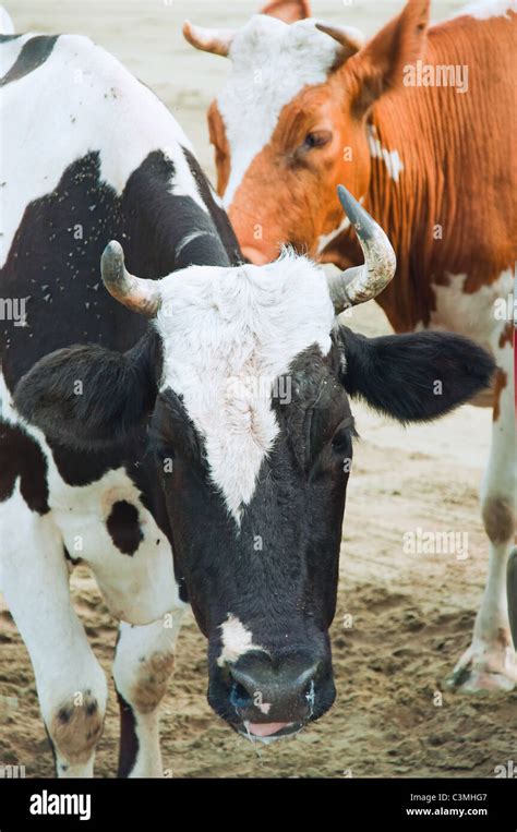 two cows in farm Stock Photo - Alamy