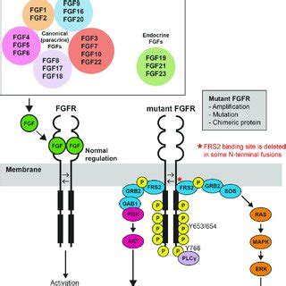 The FGFR Pathway Regulation And Downstream Signalling Overview Of The