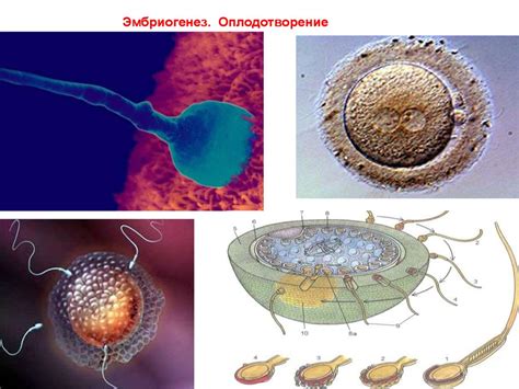 Эмбриональное развитие - презентация онлайн