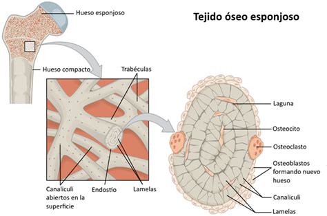 Tejido Oseo Compacto Y Esponjoso - Nepora