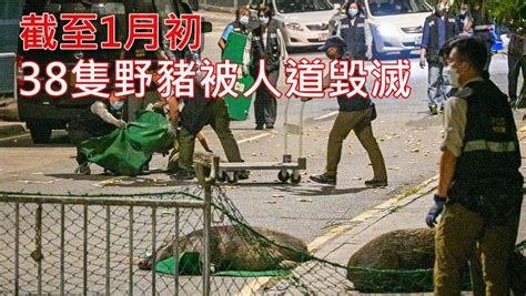 截至上周三共38隻野豬遭人道毀滅 漁護署研增罰款打擊餵飼 消費券專頁