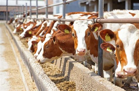 Les avantages d une alimentation adaptée pour vos vaches