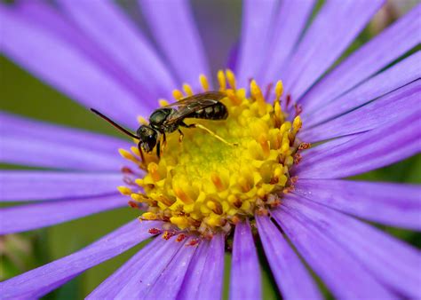 Bronze Furrow Bee Halictus Tumulorum Male Twoteas Flickr