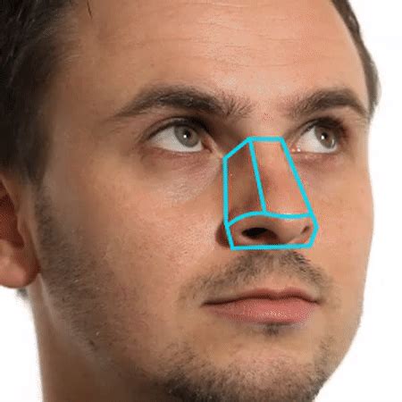 How To Draw A Nose Anatomy And Structure Proko Drawing The Human