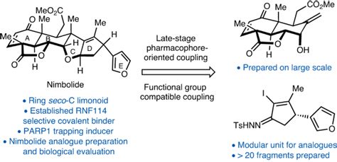 Synthesis Of Nimbolide And Its Analogues And Their Application As Poly