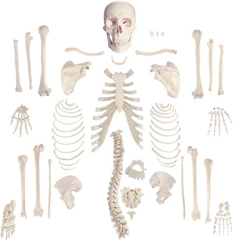 Buy Uigjiog Human Skeleton Model Anatomy Disarticulated Skull Life Size