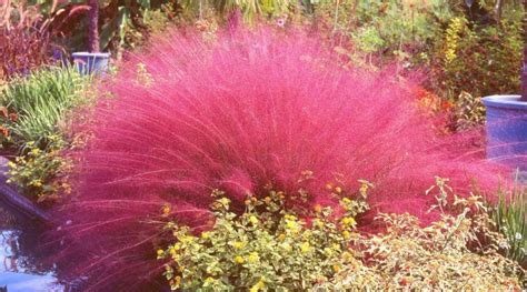 21 Best Ornamental Grasses for Full Sun