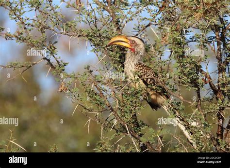 Südlicher Gelbschnabeltoko Southern yellow billed hornbill Tockus