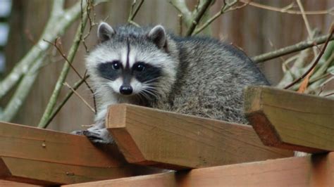 Raccoon Crying In Pain Found In Homemade Electrified Trap Cbc News