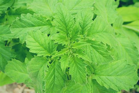 Perilla Leaves Egoma Green Sesame Leaf Growing In The Tree White Sesame