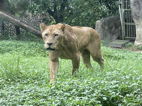 六福村動物搬新家 準備好10月壽山動物園亮相 生活 中時