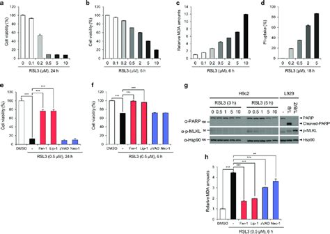 H9c2 Cells Are Sensitive To Rsl3 Induced Ferroptosis A Viability Of