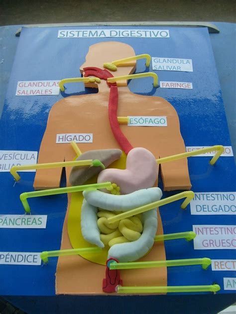 CIENCIAS NATURALES MMSR MODELO DE MAQUETAS PARA LOS APARATOS DIGESTIVO