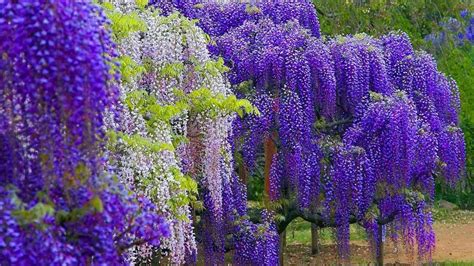 Wisteria Trees Wallpapers Wallpaper Cave