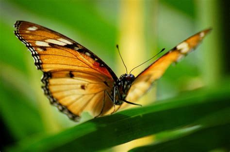 Zanzibar Butterfly Centre - zanzibar.eco