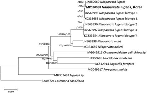 Full Article The Complete Mitochondrial Genome Of Nilaparvata Lugens