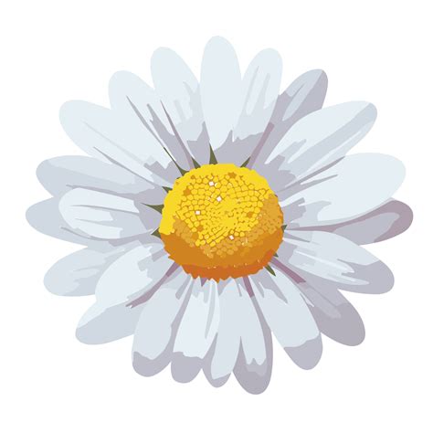 Daisy Flower Transparent Backgroundai Generative 27434175 Png