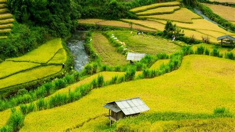 sawah desa pedesaan foto gratis  pixabay pixabay