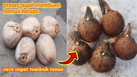 Proses Awal Membuat Bonsai Kelapa Youtube