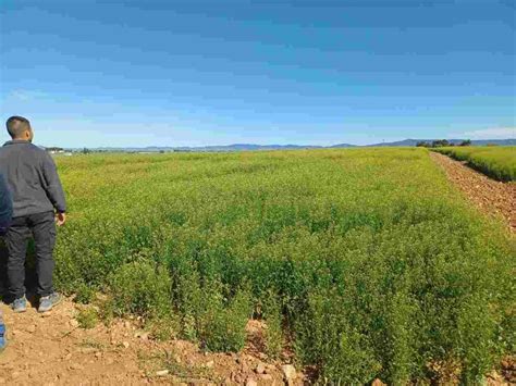 Camelina Y Carinata Dos Cultivos Oleaginosos Que Favorecen La