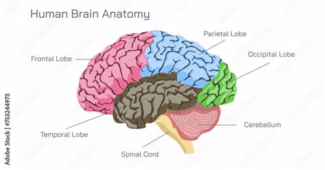 Human Brain Anatomy And How The Brain Works Vector Illustration