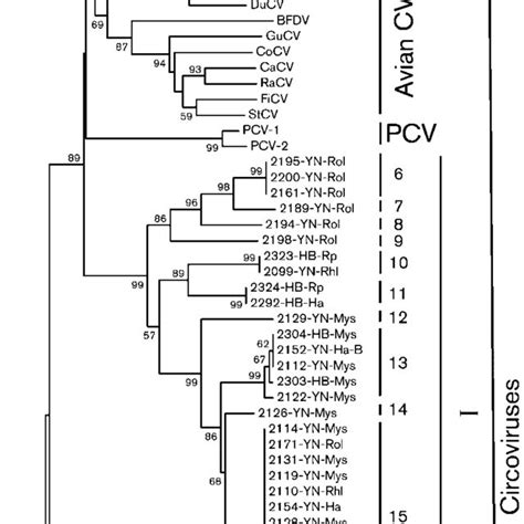 Phylogenetic Analysis Of Partial Rep Protein Sequences Obtained From