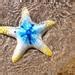 5 Ceramic Sea Magnets Shell Starfish Colorful Marine Mosaic Etsy