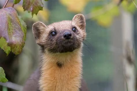 Weasel Behavior Worldwide Nature