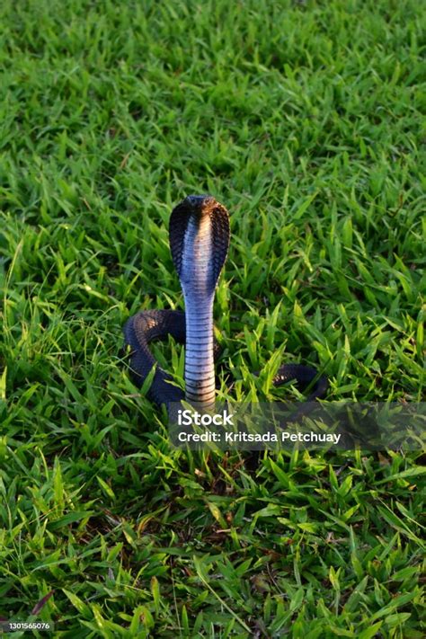 Siamese Spitting Cobra Indochinese Spitting Cobra Naja Siamensis Stock