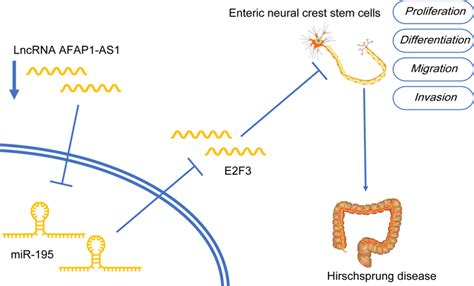 The Mechanism Of AFAP1 AS1 Modulating ENCSC Activities AFAP1 AS1