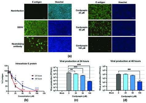 The Inhibitory Effects Of Cordycepin On Denv Infected Vero Cells