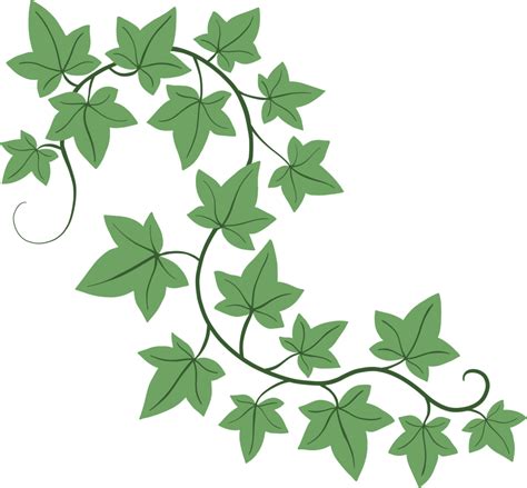 Simplicity Ivy Freehand Drawing Flat Design Png