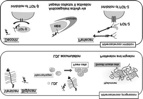 Roles Of Proteoglycans In Atherosclerosis Progression Download Scientific Diagram