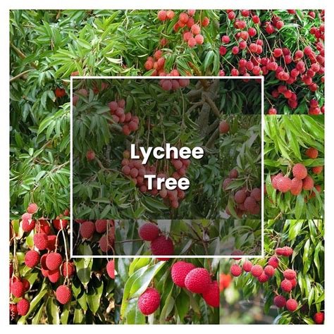 How To Grow Lychee Tree Plant Care And Tips Norwichgardener