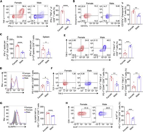 Androgen Receptor Mediated CD T Cell Stemness Programs Drive Sex Differences In Antitumor