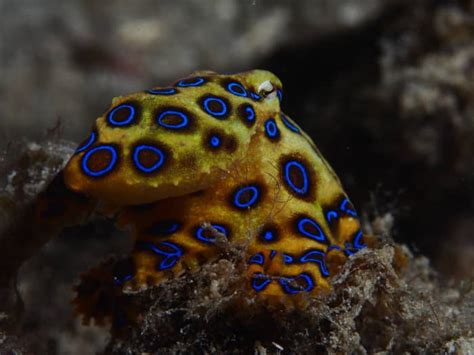 Flamboyant Cuttlefish and Blue-Ringed Octopus Facts - Owlcation