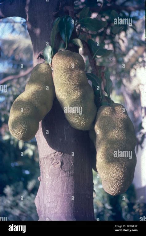 Artocarpus Heterophyllus Artocarpus Heterophyllus Tambi N Conocido