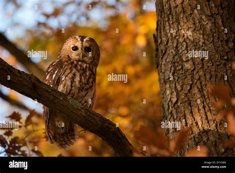 Tawny Owl Strix Aluco Adult Perched On A Branch In An Autumnal